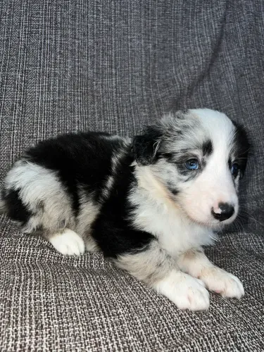 Filhotes Border Collie Merle