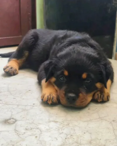 Rottweiler Filhote Forte e Protetor