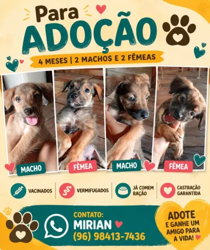 Doação de filhotes