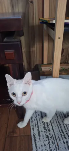 Doação de gatos
