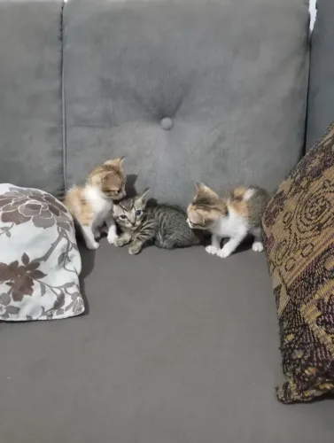 Filhote de gato