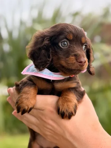 Dachshund Pelo Longo