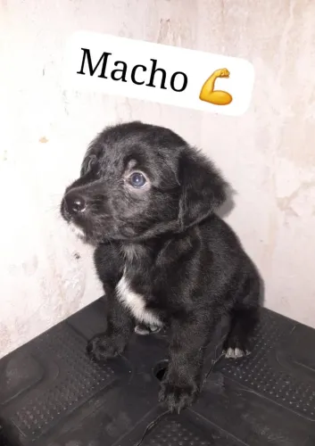 Filhote cachorrinho