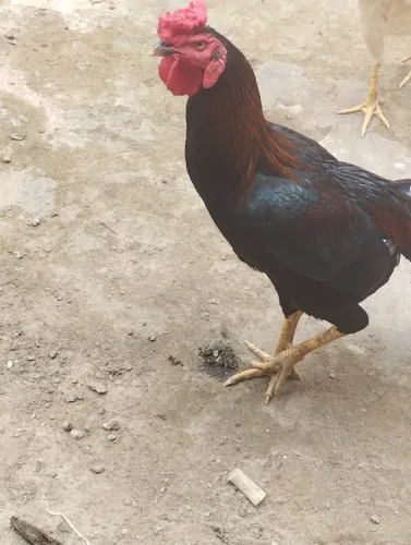Vendo esse frango pronto pra galo 