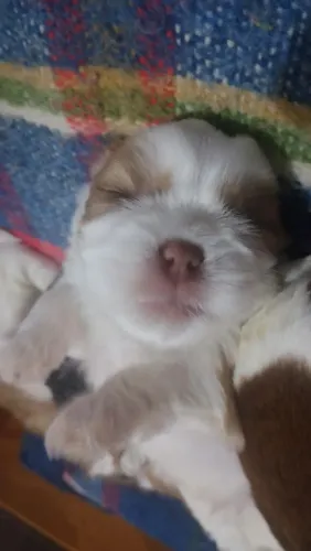 Cachorro Shitzu 