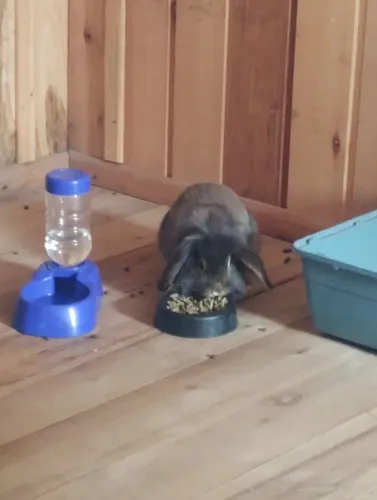 Coelho mini lop LER ANÚNCIO