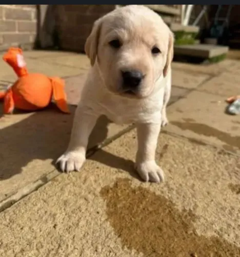 Filhote de labrador o parceiro perfeito para novas histórias 