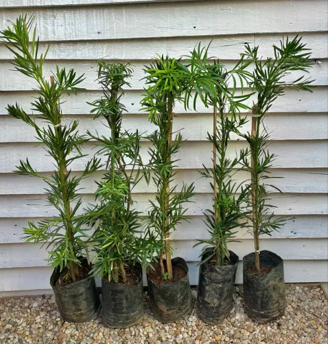 Podocarpus planta pra jardins 