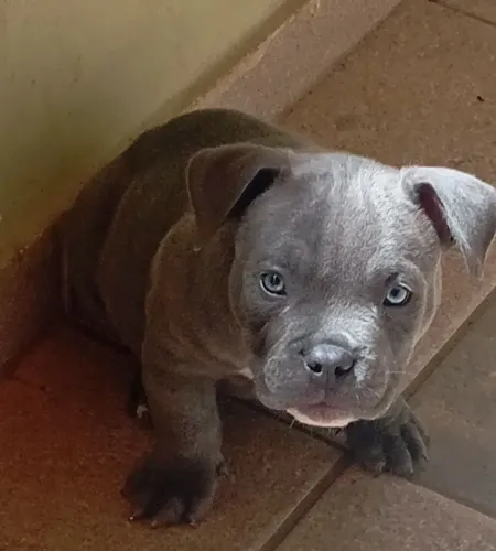 American Bully