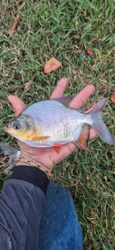 Para tanque e represa (engorda peixe)