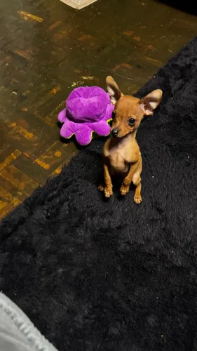 Animais de estimação 