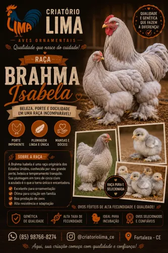 Brahma Isabela Pura