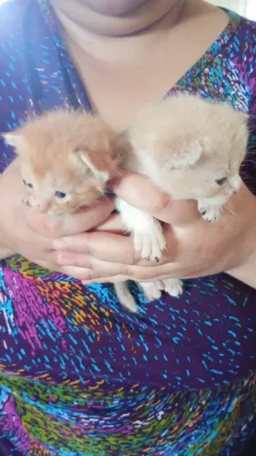Vendo filhotes de gato persa