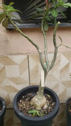 Plantas do quintal da Rosi disponível