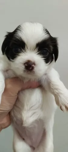 Vendo shih Tzu