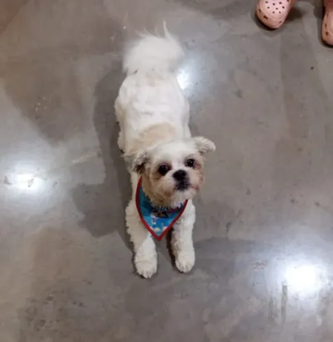 Shihtzu adoção