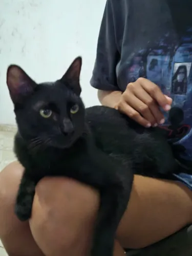 Gato macho castrado