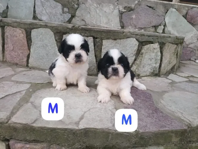 Lindos filhotes de Shih Tzu disponíveis