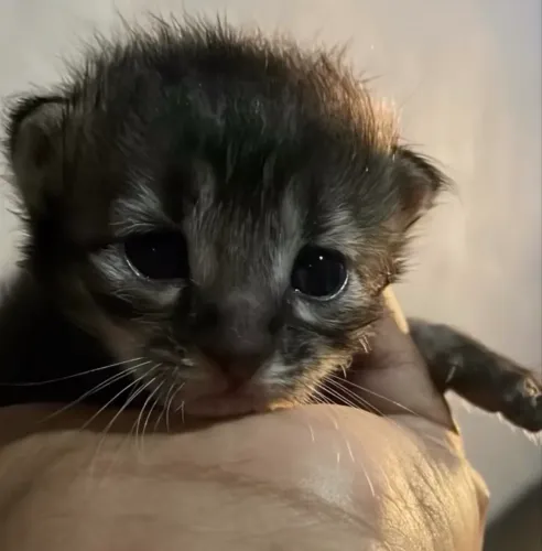 Gatinhos para doação