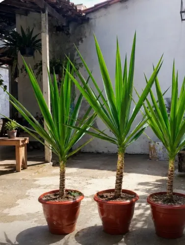 PLANTA DO QUINTAL DA VOVÓ YUCCA NATURAL QUE FLORESCE