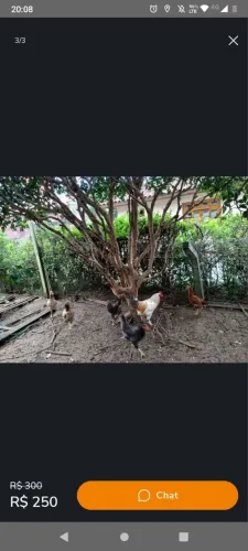 Galos 