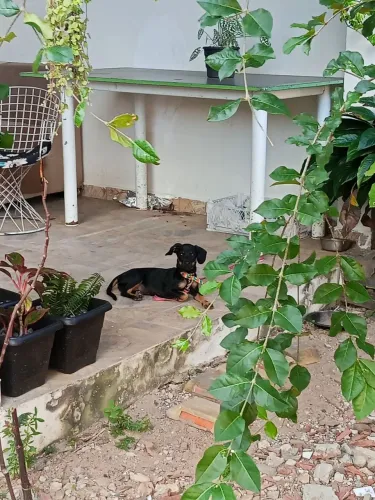 Cachorra com 3 meses pra doação