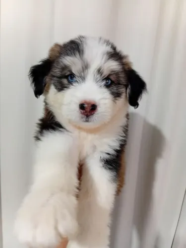 FILHOTE DE HUSK SIBERIANO COM POODLE