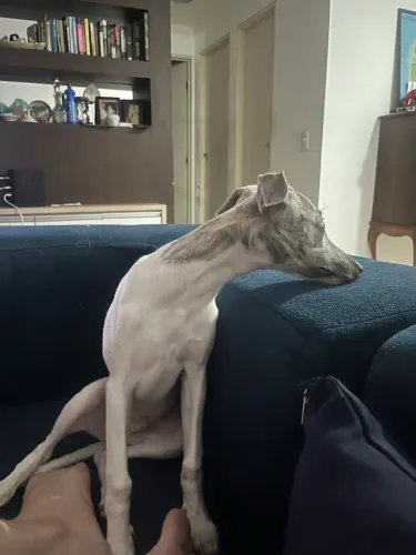 vendo filho de whippet da família GALGO 