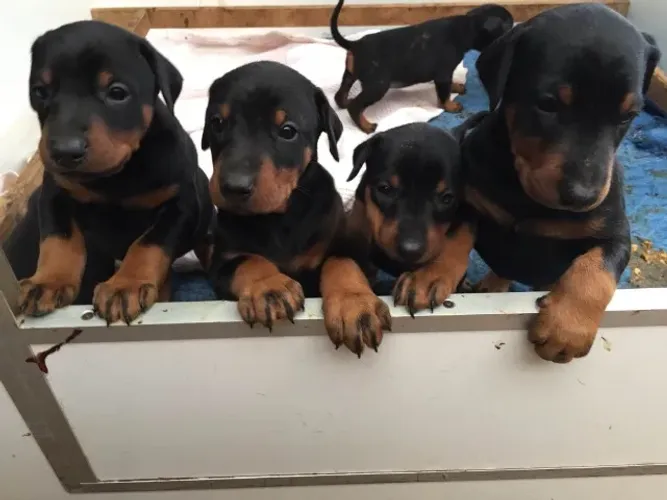 DOBERMAN X ROTTWEILER Respondo pelo 9.9751.6491 Entrega imediata Só paga ao receber o fil