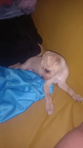 Cachorro pinscher para doação 