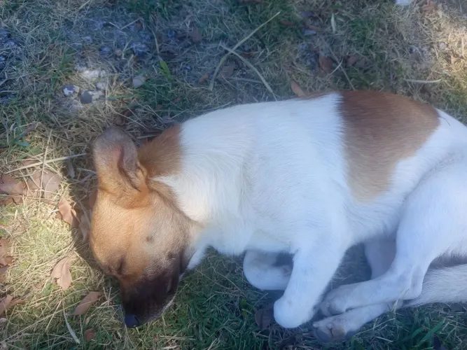 Cachorrinhos 