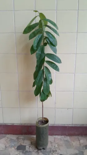 Graviola gigante de semente (vendo mudas) 