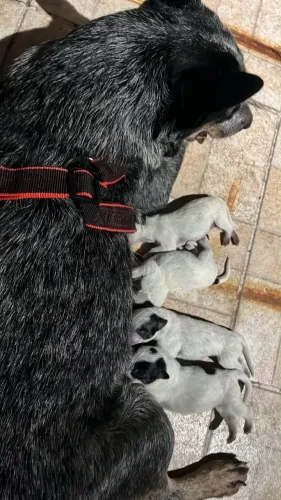 cachorros