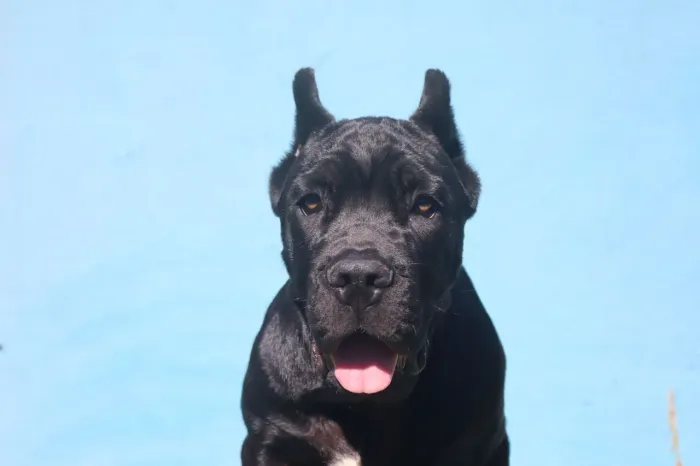 Cane corso italiano macho