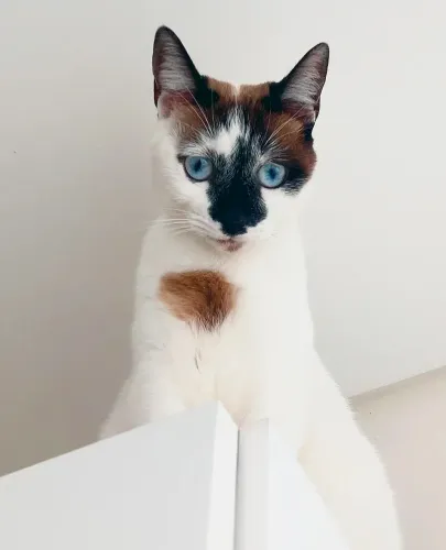 Doação de duas gatinhas