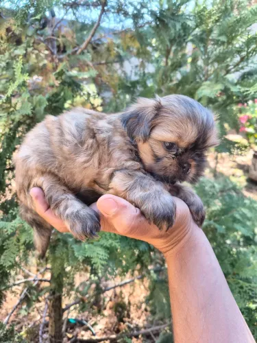 Shih Tzu mini Fêmea Dourada ( Pelo de Seda)