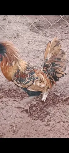 Frango polonês macho
