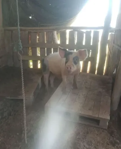 Vendo 10 leitao barato