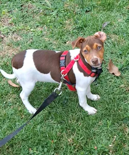 Vendo fox paulistinha linda femea