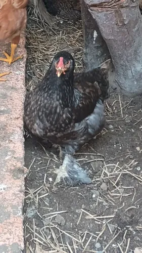 Vendo casal de galinha Brahma 150
