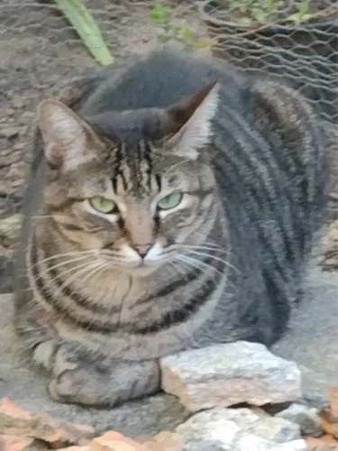 Gato macho castrado
