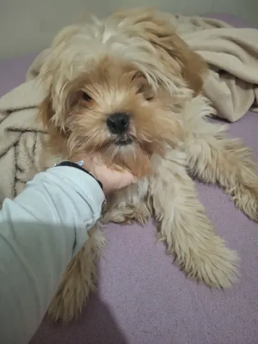 Doa-se filhote ShihTzu Macho