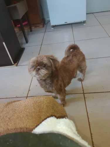 Shitzu cor chocolate ...4 anos ...