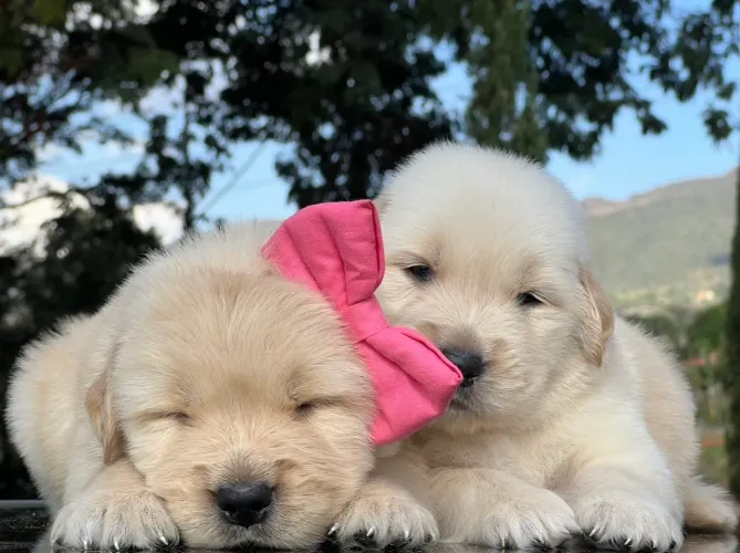 Filhote de Golden