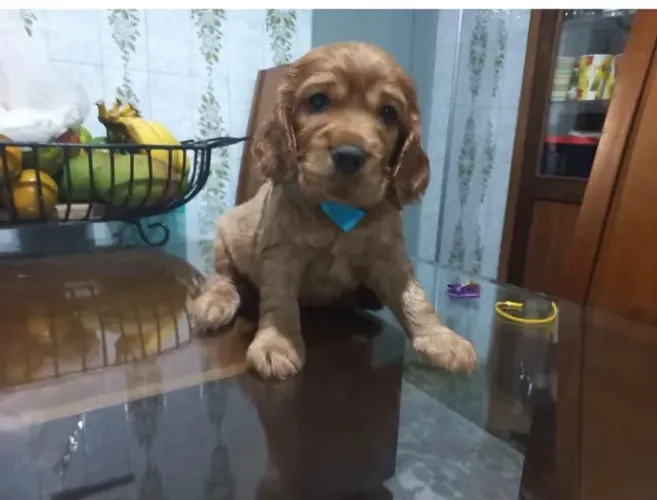 Cocker spaniel responsavel