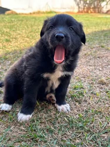 Filhotes Border Collie