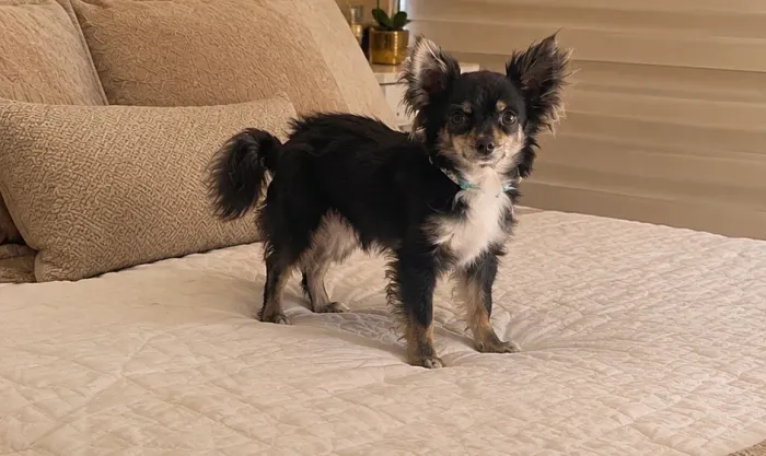 Chihuahua pelo longo com valor promocional
