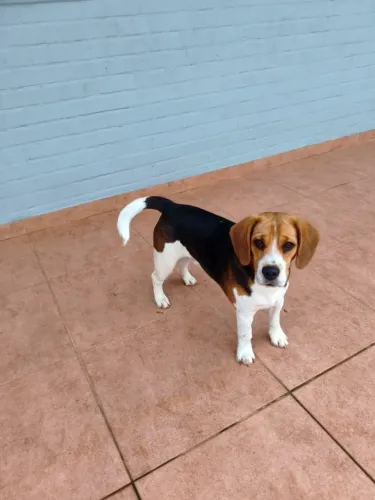 Filhote de Beagle Raça Pura (Macho) - 7 Meses 