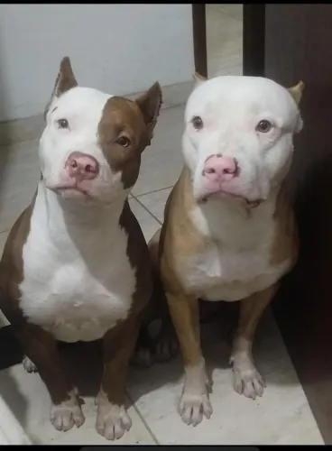 Filhote de Pitbull 100% original fêmea 1200 macho 1100