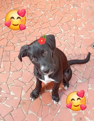 Cachorrinha para doação responsável